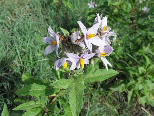 Solanum bonariense / Morella di Buenos Ayres